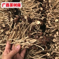 新货 江西广昌茶树菇干货10斤装 不开伞茶树菇 干货