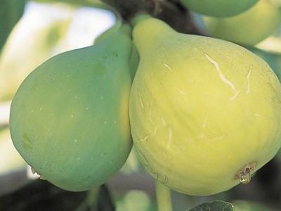 无花果种子 阳台庭院盆栽果树种籽蜜果多年生春秋播蔬菜水果种孑图4
