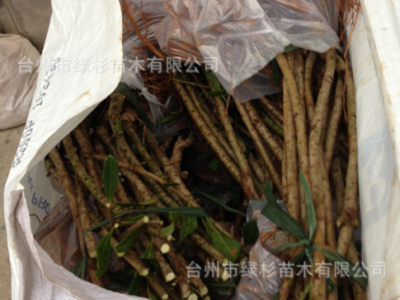 批发裸根嫁接二年大乒乓球东魁杨梅树苗 东方明珠科技种苗图5