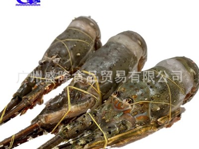 批发海鲜冻品小青龙冻青龙龙虾酒店餐饮规格100/700图4