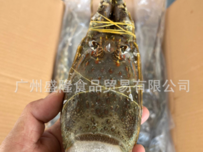 批发海鲜冻品小青龙冻青龙龙虾酒店餐饮规格100/700图2