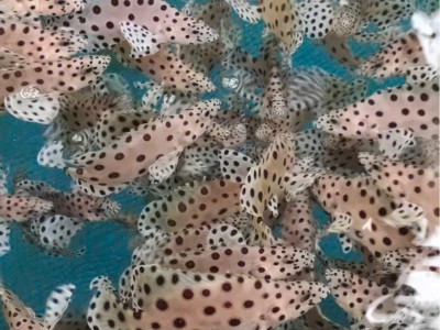 鱼苗老鼠斑鱼苗石斑鱼苗图4