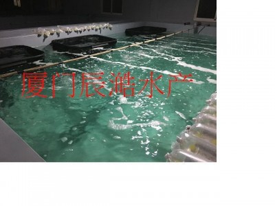 青龙虾苗 青龙 龙虾苗 小青龙 海水龙虾苗 虾苗图1