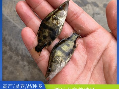 现货批发桂花鱼苗水产养殖桂花鱼鳜鱼幼苗欢迎咨询订购图1