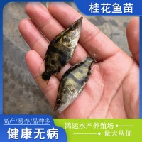 现货批发桂花鱼苗水产养殖桂花鱼鳜鱼幼苗欢迎咨询订购