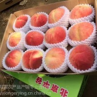 14号桃，平谷原产地直发，8月成熟大桃