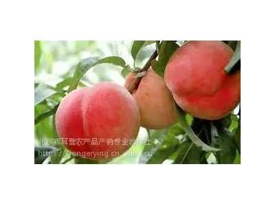 14号桃，平谷原产地直发，8月成熟大桃图4