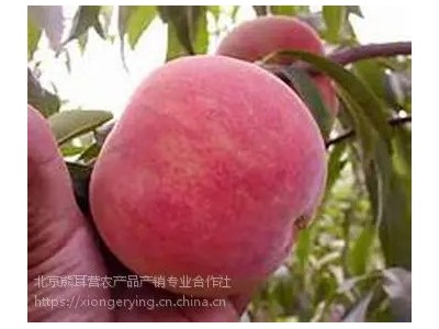 平谷大桃24号,土特产礼品盒，平谷大桃采摘园，批发大桃图4