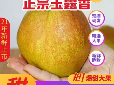 【一件代发】山西隰县玉露香梨礼盒装应季水果批发比库尔勒精品脆图3