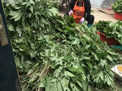 长白山精品人参小叶 人参叶绿叶无黄叶 保20版药典 低残水分 灰份图3