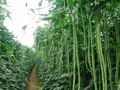 豆角段食堂配送 绿色蔬菜批发采购 净菜厂家 秦皇岛丰禾农业图2