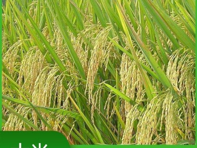 2022优质珍珠米 现货直售生态大米 饱满粒圆 无添加剂图2