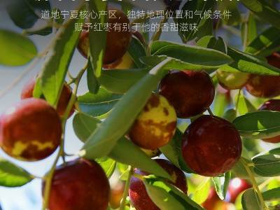 杞里香宁夏黄河摊枣 250g袋装即食宁夏红枣 皮薄核小宁夏特产红枣图3