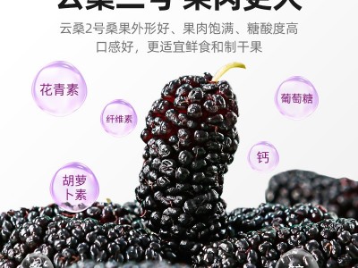 四川攀枝花桑葚杞里香300g圆罐桑椹干手选头茬桑葚干大果桑葚干图3