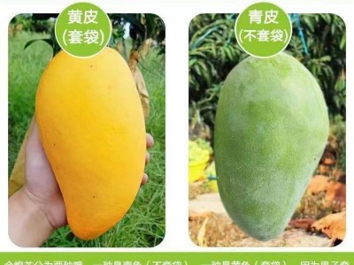 海南金煌芒芒果新鲜10斤水仙芒当季热带水果大青甜心芒整箱图2