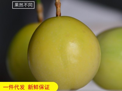 广西钦蜜9号黄金百香果鸡蛋果新鲜热带水果3斤5斤9斤大果一件代发图1