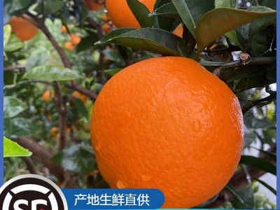 云阳纽荷尔新鲜水果脐橙维C橙子批发广柑5斤整箱现摘应季脐橙现货图1