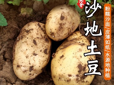 黄皮土豆图1