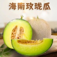 代发供应 应季头茬哈密网纹瓜 多汁新鲜大甜瓜 海南玫珑甜瓜