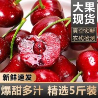 顺丰包邮现货美早大樱桃甜国产车厘子新鲜孕妇水果水果应当季