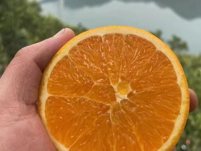伦晚湖北秭归伦晚脐橙5斤10斤伦晚橙子新鲜采摘橙子春橙老树脐橙图4