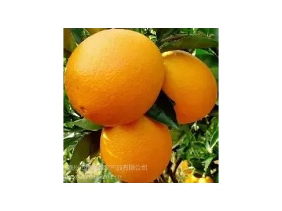 江西脐橙柑橘赣南脐橙新鲜水果孕妇水果产地******图2