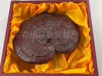 长白山灵芝 灵芝礼盒 会销礼品 灵芝 吉林特产 赤灵芝 灵芝批发图1