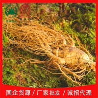 吉林森工厂家批发带土鲜人参各种规格泡酒煲汤送礼长白山鲜参包邮