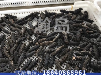 海参工厂海参干货辽参大连海参淡干海参礼盒一件代发海参淡干图1