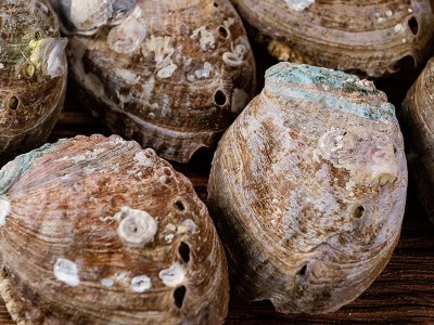 大连鲍鱼干 带壳鲍鱼干货 佛跳墙原料 海鲜滋补品 大量批发图3