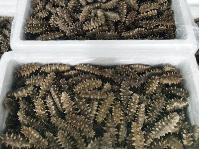 即食刺参海参大连特产辽参500g鲜活渗干货大连海参盒装特价图4