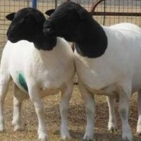 内蒙古多胎多羔黑头杜寒改良羊 一代多胎高产适合全国各地养殖