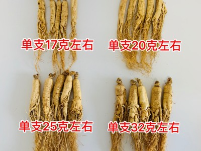 吉林人参 长白山人参 批发 干人参 生晒参 园参 东北特产 白参图3