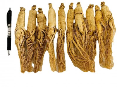 吉林人参 长白山人参 批发 干人参 生晒参 园参 东北特产 白参图5