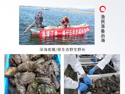 厂家批发大连纯淡干海参辽参高刺半干海参干货500g礼盒装水产干货图3
