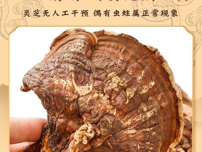 长白山灵芝片批发中药材灵芝片规格齐全 长白山灵芝片现货批发图1