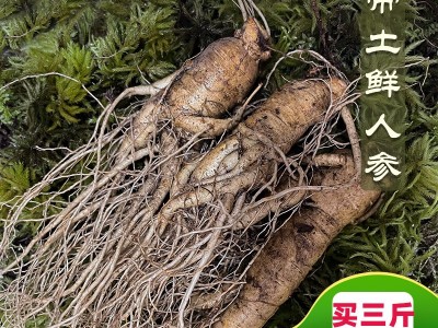 长白山人参净重500g（3-20支） 泡酒煲汤产地批发 鲜人参图1