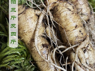长白山人参净重500g（3-20支） 泡酒煲汤产地批发 鲜人参图3
