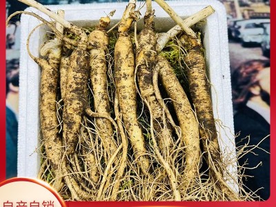东北特产鲜参带土鲜人参现挖现卖煲汤泡酒苔藓泡沫箱包装批发图1