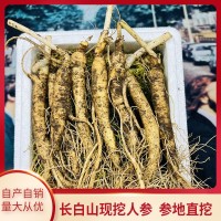 东北特产鲜参带土鲜人参现挖现卖煲汤泡酒苔藓泡沫箱包装批发