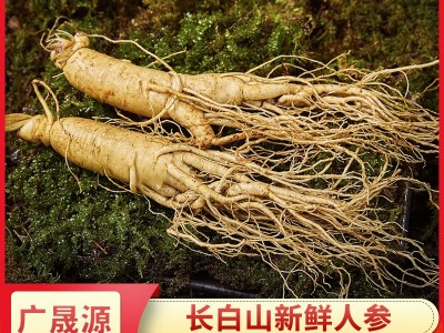 厂家批发东北特产长白山人参量大从优新鲜鲜参多规格泡酒煲汤人参图1