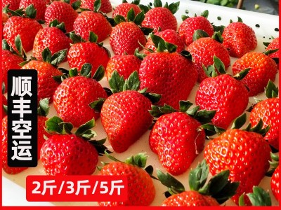 丹东99草莓新鲜应季水果奶油大果东港红颜牛奶草莓顺丰包邮大草莓图1
