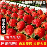 丹东99草莓新鲜应季水果奶油大果东港红颜牛奶草莓顺丰包邮大草莓