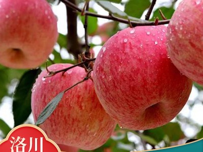 陕西洛川红富士 80#10斤装脆甜多汁原产地直发整箱批发图1