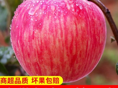 洛川苹果供应链 美域高洛川苹果 延安红富士苹果9枚大果图1