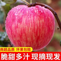 洛川苹果供应链 美域高洛川苹果 延安红富士苹果9枚大果