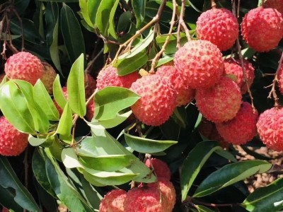 一件代发 灵山桂味荔枝清甜多汁老树荔枝当季新鲜水果荔枝批发图2