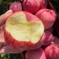 【洛川直发】陕西正宗洛川苹果红富士新鲜水果包邮一件代发