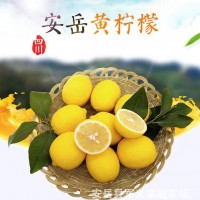 四川安岳柠檬批发新鲜多汁黄柠檬亮袋微瑕疵果产地直发一件代发