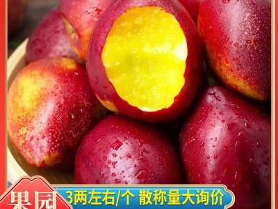 黄桃黄金油桃平谷新鲜水果整斤批发应季红油桃2两/个脆甜黄油桃子图1